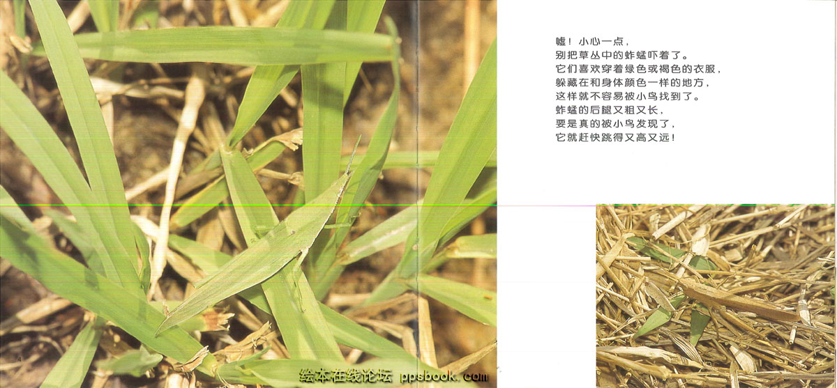 昆虫躲猫猫 (03),绘本,绘本故事,绘本阅读,故事书,童书,图画书,课外阅读